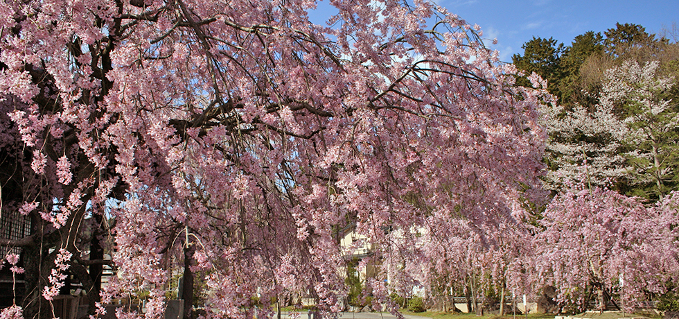 桜　　園